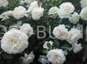 ����� ����������. Blanc Meillandecor. (��)